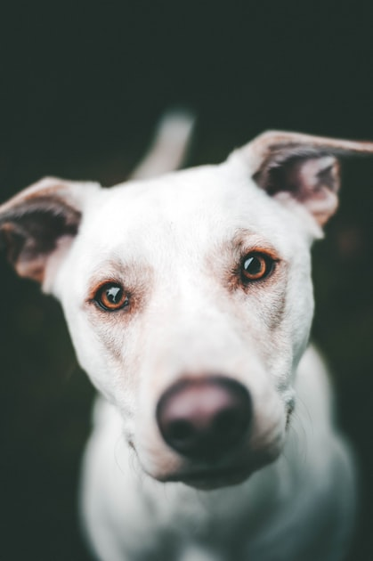 Natural Wellness Approaches for Pets