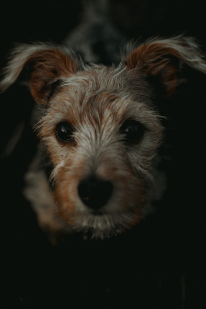 Building a Strong Human-Animal Bond