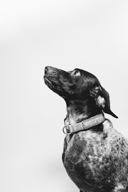 Creating a Calming Atmosphere for Pets