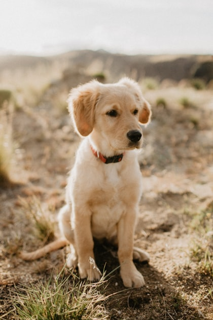 Educational Articles for Pet Owners