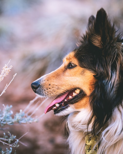 The Importance of Animal Wellness